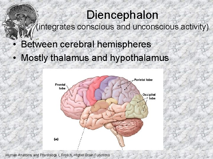 Diencephalon (integrates conscious and unconscious activity) • Between cerebral hemispheres • Mostly thalamus and