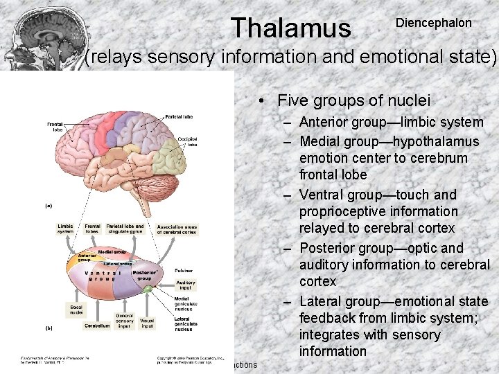 Thalamus Diencephalon (relays sensory information and emotional state) • Five groups of nuclei –