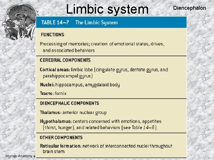 Limbic system Human Anatomy and Physiology I, Frolich, Higher Brain Functions Diencephalon 