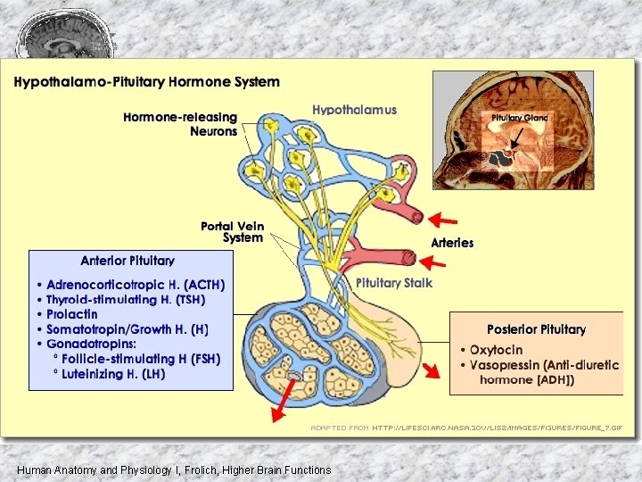 Human Anatomy and Physiology I, Frolich, Higher Brain Functions 