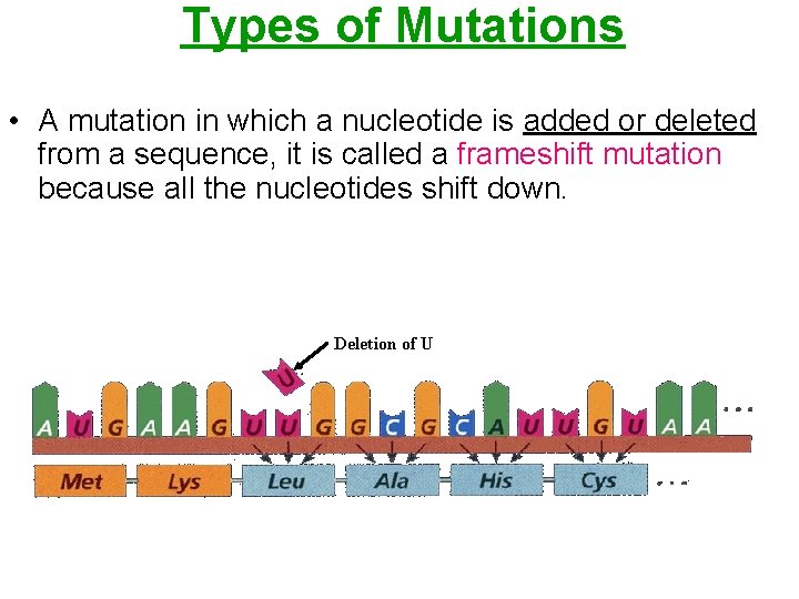 Types of Mutations • A mutation in which a nucleotide is added or deleted