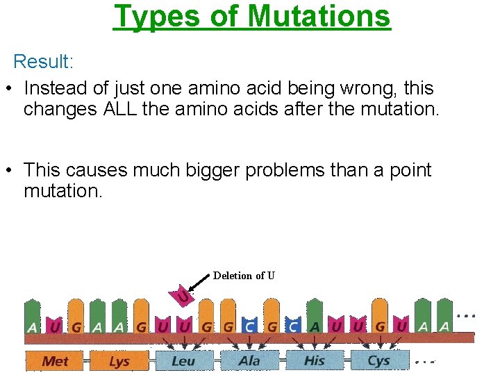 Types of Mutations Result: • Instead of just one amino acid being wrong, this