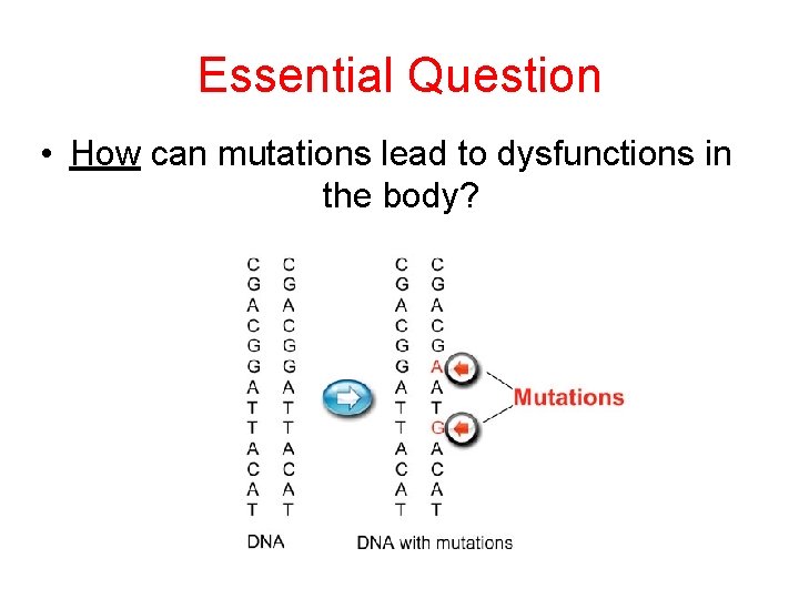 Essential Question • How can mutations lead to dysfunctions in the body? 