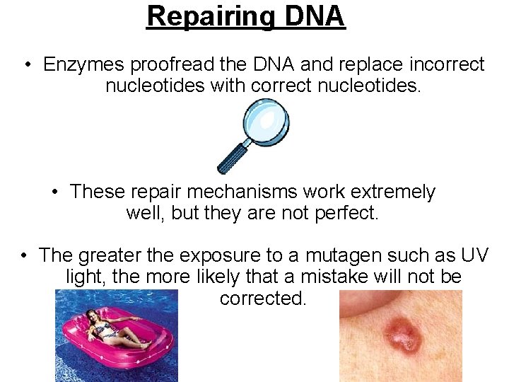 Repairing DNA • Enzymes proofread the DNA and replace incorrect nucleotides with correct nucleotides.