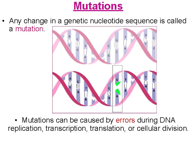 Mutations • Any change in a genetic nucleotide sequence is called a mutation. •