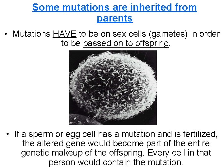 Some mutations are inherited from parents • Mutations HAVE to be on sex cells