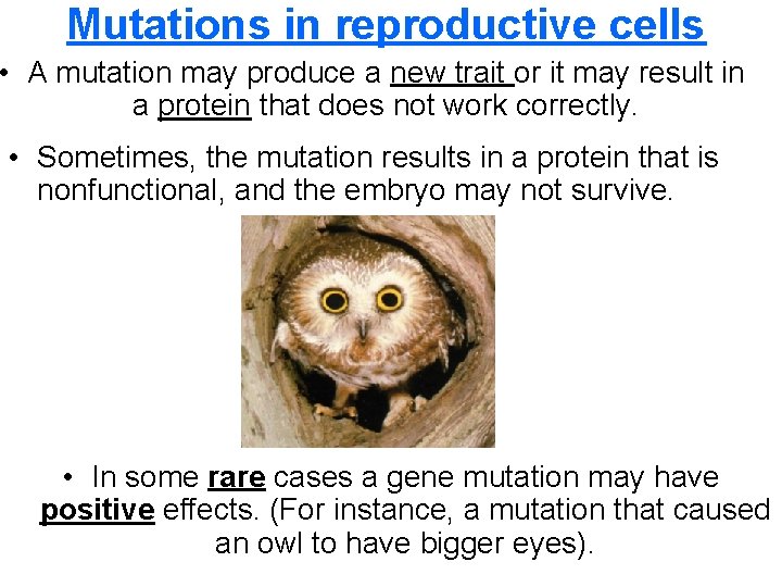 Mutations in reproductive cells • A mutation may produce a new trait or it