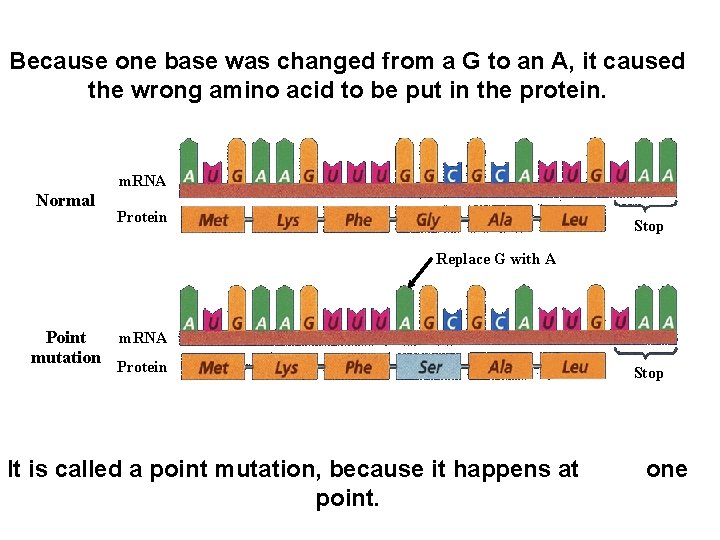 Because one base was changed from a G to an A, it caused the