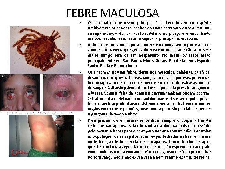 FEBRE MACULOSA • • O carrapato transmissor principal é o hematófago da espécie Amblyomma