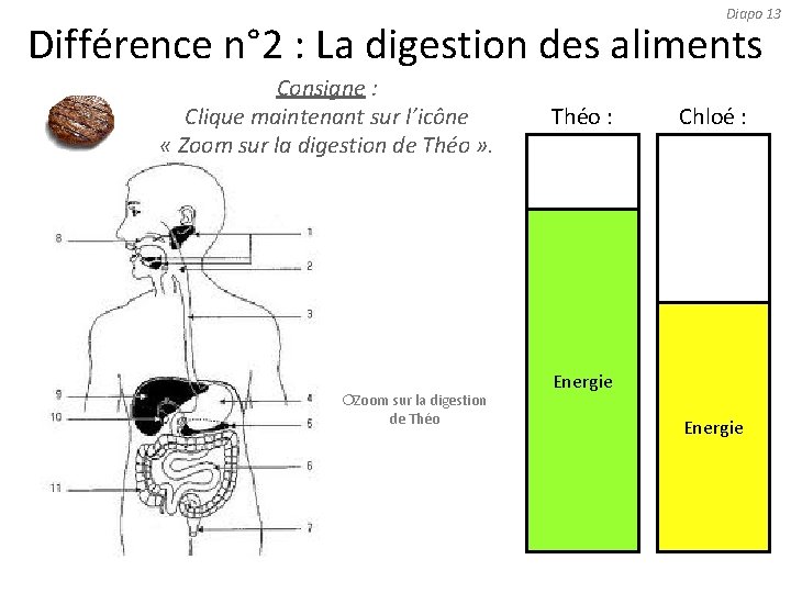 Diapo 13 Différence n° 2 : La digestion des aliments Consigne : Clique maintenant