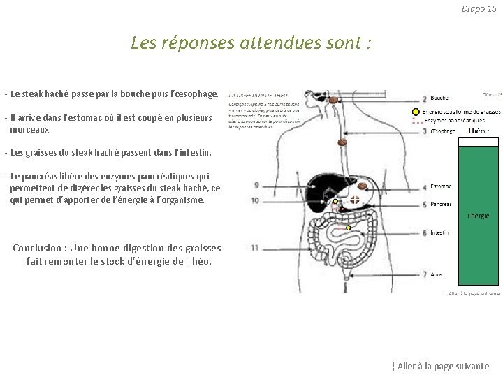 Diapo 15 Les réponses attendues sont : - Le steak haché passe par la