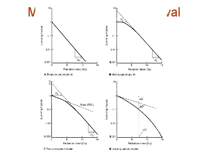 Models to describe survival curves 