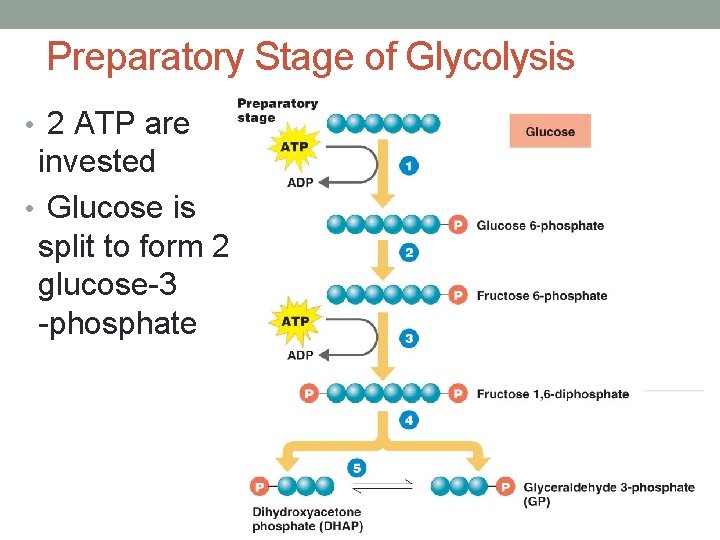 Preparatory Stage of Glycolysis • 2 ATP are invested • Glucose is split to