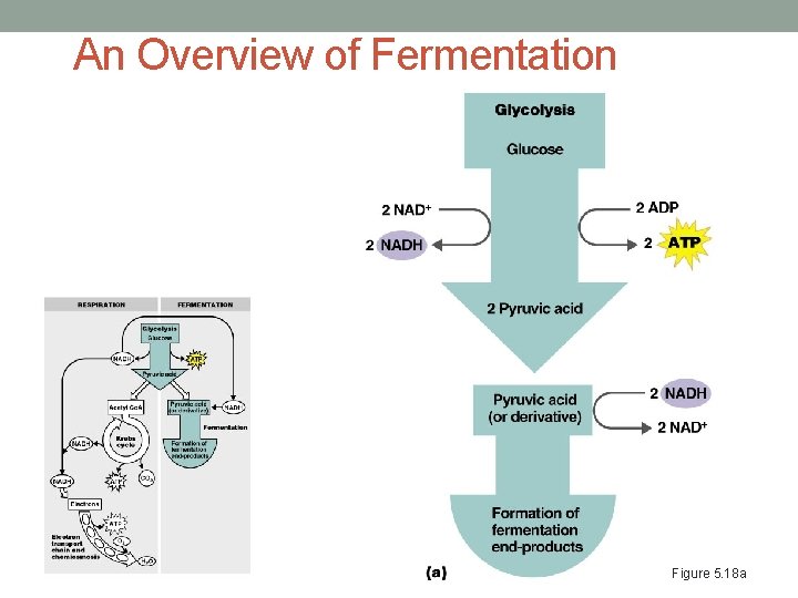 An Overview of Fermentation Figure 5. 18 a 