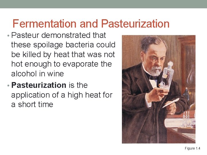 Fermentation and Pasteurization • Pasteur demonstrated that these spoilage bacteria could be killed by