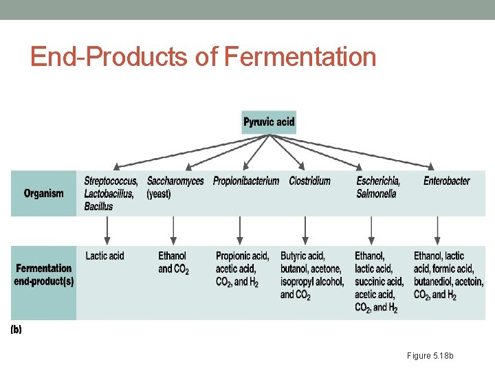End-Products of Fermentation Figure 5. 18 b 