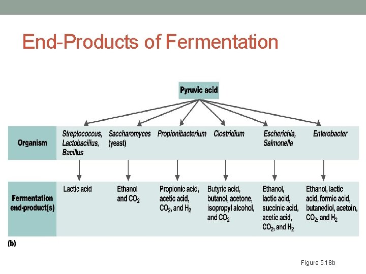 End-Products of Fermentation Figure 5. 18 b End-Products of Fermentation Figure 5. 18 b