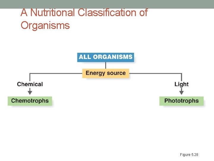 A Nutritional Classification of Organisms Figure 5. 28 