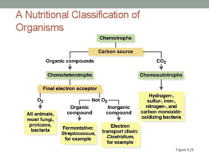 A Nutritional Classification of Organisms Figure 5. 28 