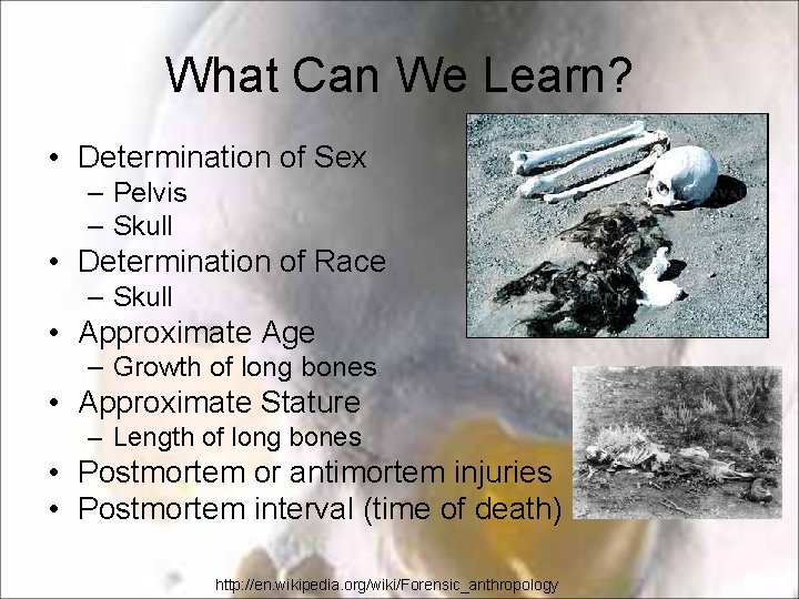 What Can We Learn? • Determination of Sex – Pelvis – Skull • Determination