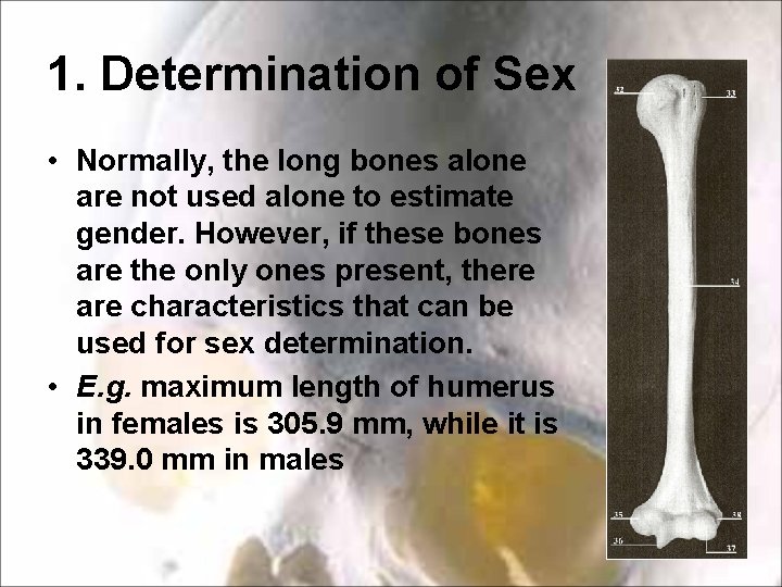 1. Determination of Sex • Normally, the long bones alone are not used alone