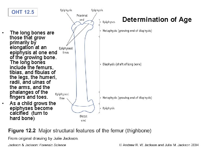 Determination of Age • • The long bones are those that grow primarily by