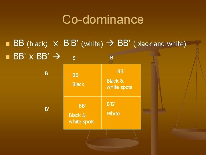 Co-dominance n n BB (black) x B’B’ (white) BB’ (black and white) BB’ x