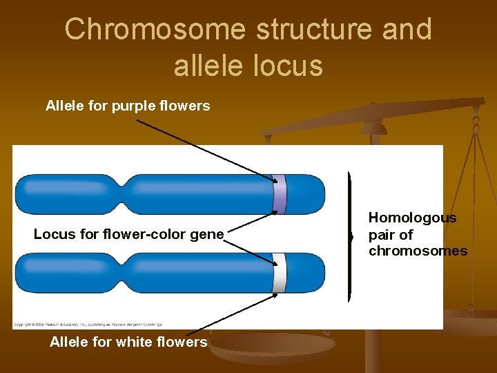 Chromosome structure and allele locus Allele for purple flowers Locus for flower-color gene Allele