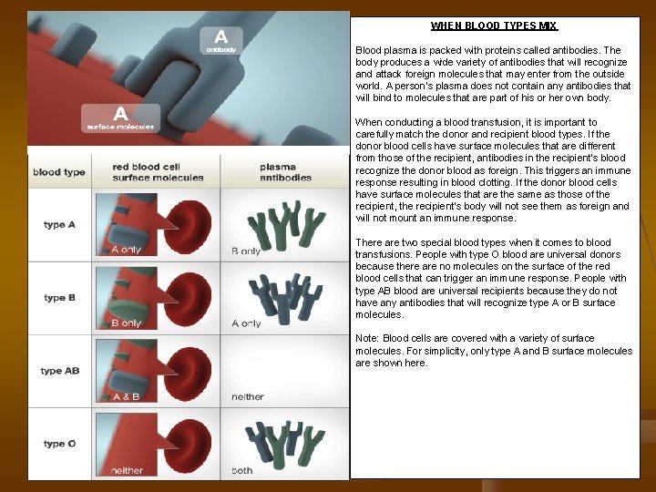 WHEN BLOOD TYPES MIX Blood plasma is packed with proteins called antibodies. The body