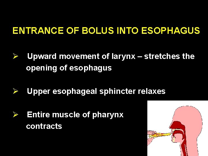 ENTRANCE OF BOLUS INTO ESOPHAGUS Ø Upward movement of larynx – stretches the opening
