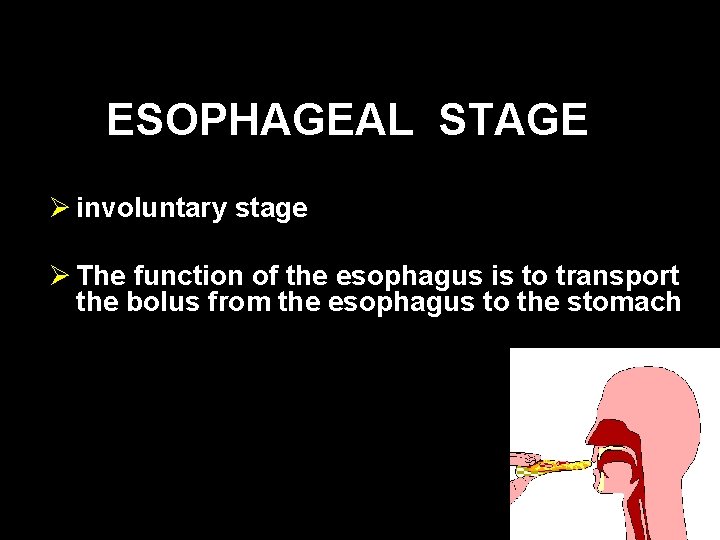 ESOPHAGEAL STAGE Ø involuntary stage Ø The function of the esophagus is to transport