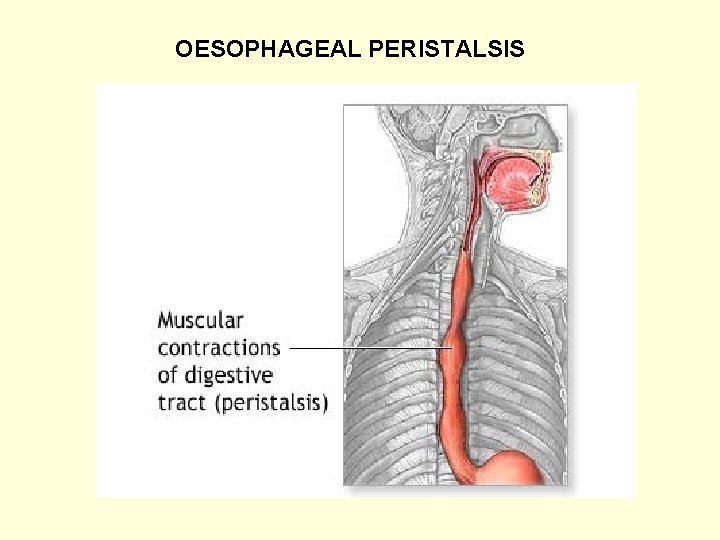 OESOPHAGEAL PERISTALSIS 