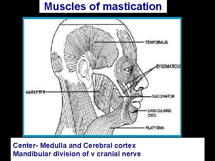 Muscles of mastication Center- Medulla and Cerebral cortex Mandibular division of v cranial nerve