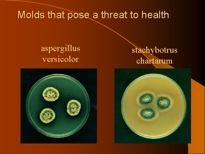 Molds that pose a threat to health aspergillus versicolor stachybotrus chartarum 