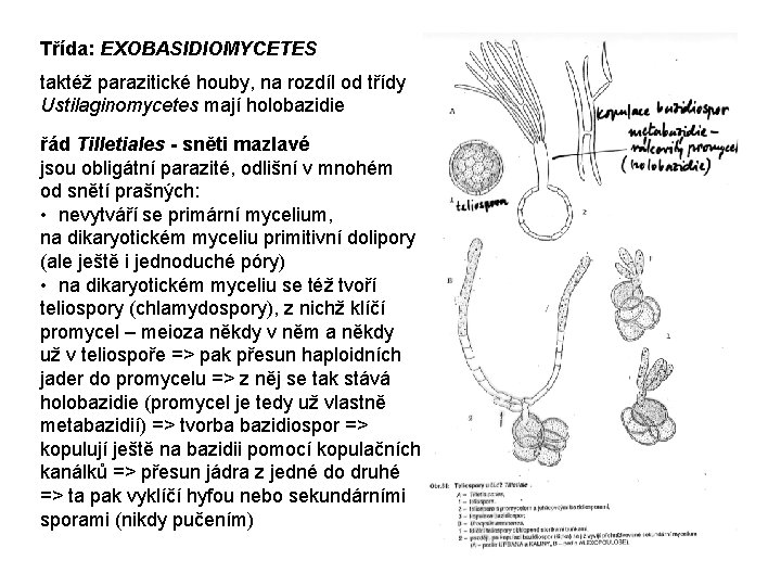 Třída: EXOBASIDIOMYCETES taktéž parazitické houby, na rozdíl od třídy Ustilaginomycetes mají holobazidie řád Tilletiales