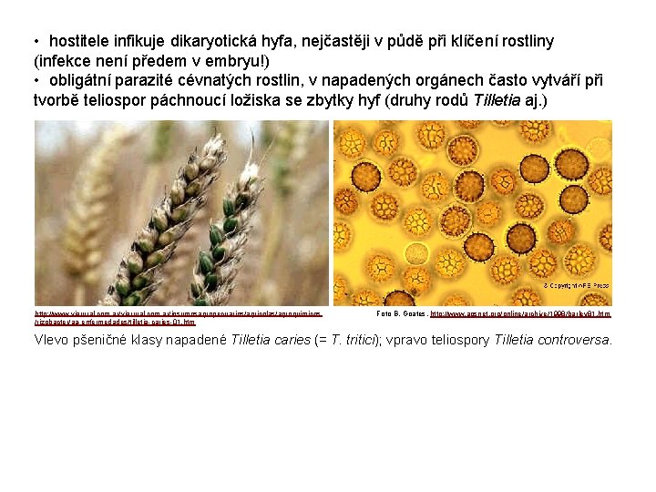  • hostitele infikuje dikaryotická hyfa, nejčastěji v půdě při klíčení rostliny (infekce není
