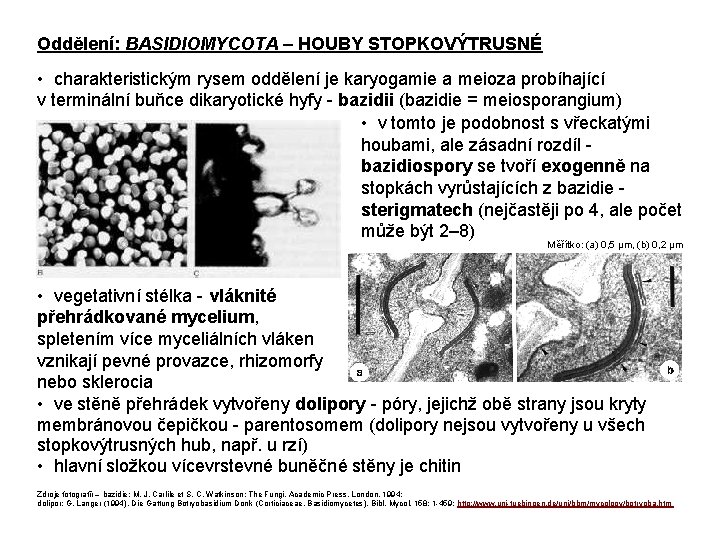 Oddělení: BASIDIOMYCOTA – HOUBY STOPKOVÝTRUSNÉ • charakteristickým rysem oddělení je karyogamie a meioza probíhající