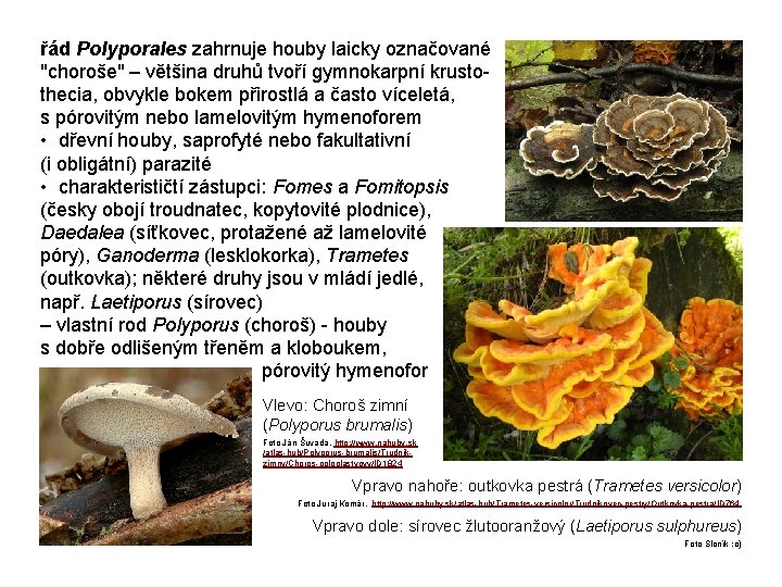 řád Polyporales zahrnuje houby laicky označované "choroše" – většina druhů tvoří gymnokarpní krustothecia, obvykle