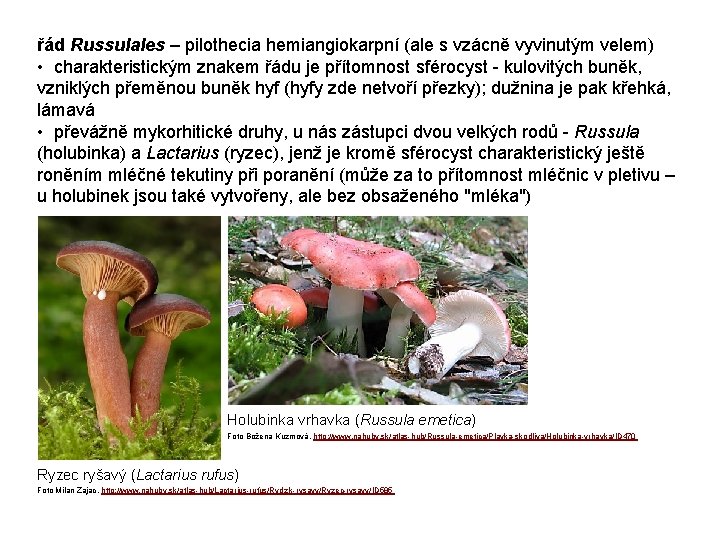 řád Russulales – pilothecia hemiangiokarpní (ale s vzácně vyvinutým velem) • charakteristickým znakem řádu