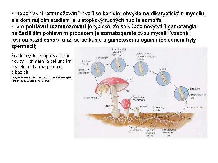  • nepohlavní rozmnožování - tvoří se konidie, obvykle na dikaryotickém myceliu, ale dominujícím