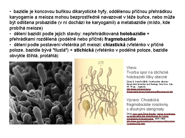  • bazidie je koncovou buňkou dikaryotické hyfy, oddělenou příčnou přehrádkou karyogamie a meioza