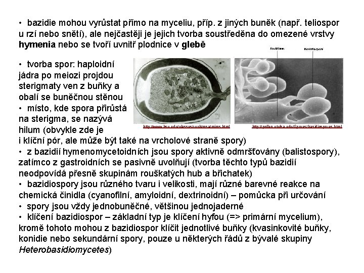  • bazidie mohou vyrůstat přímo na myceliu, příp. z jiných buněk (např. teliospor