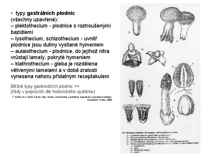  • typy gastrálních plodnic (všechny uzavřené): – plektothecium - plodnice s roztroušenými bazidiemi