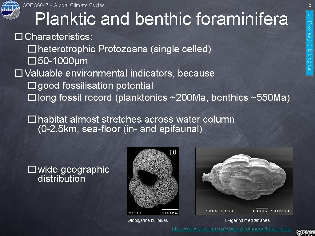 9 SOES 6047 - Global Climate Cycles � Characteristics: � heterotrophic Protozoans (single celled)