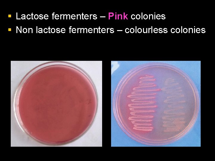 § Lactose fermenters – Pink colonies § Non lactose fermenters – colourless colonies 