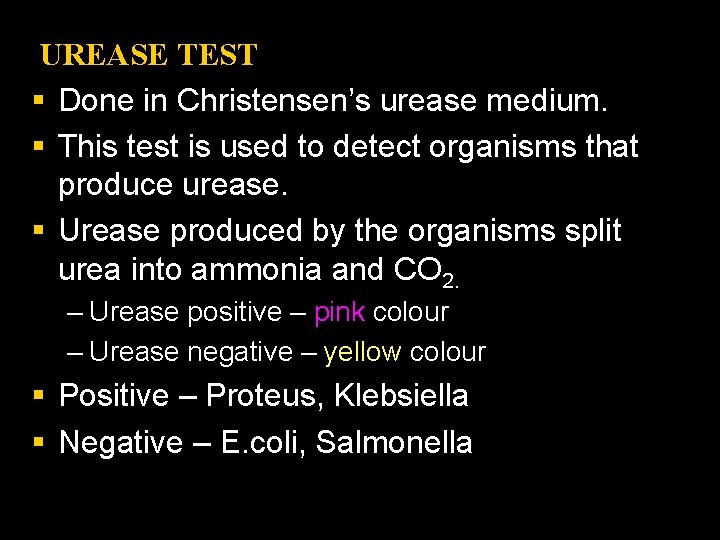 UREASE TEST § Done in Christensen’s urease medium. § This test is used to