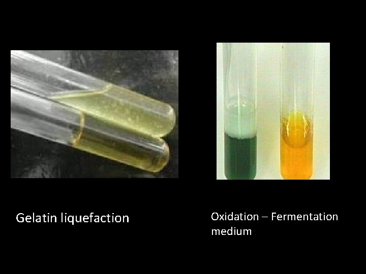 Gelatin liquefaction Oxidation – Fermentation medium 