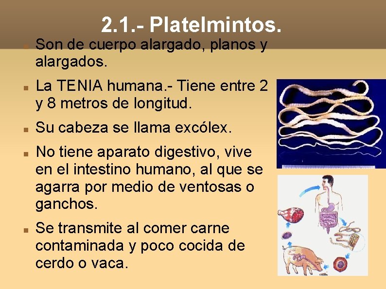 2. 1. - Platelmintos. Son de cuerpo alargado, planos y alargados. La TENIA humana. 2. 1. - Platelmintos. Son de cuerpo alargado, planos y alargados. La TENIA humana.