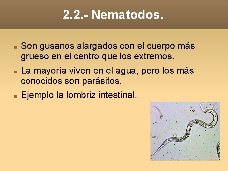 2. 2. - Nematodos. Son gusanos alargados con el cuerpo más grueso en el 2. 2. - Nematodos. Son gusanos alargados con el cuerpo más grueso en el