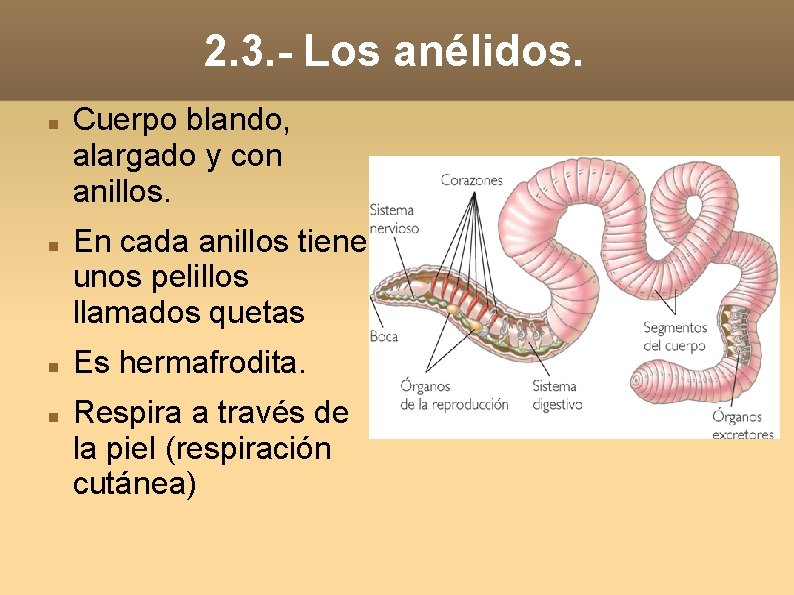 2. 3. - Los anélidos. Cuerpo blando, alargado y con anillos. En cada anillos